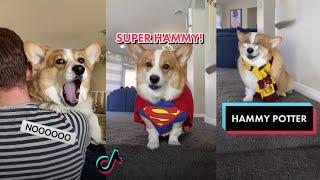 Ultimate Hammy and Olivia New TikTok Videos 2021  All Hammy & Olivia New Funny TikToks Compilation