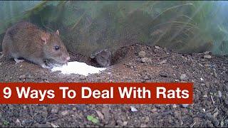 9 Ways To Deal With Rats warning lots of footage of rats living and dead