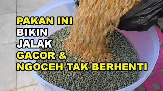 GT-BG #31 Pakan Ini Bikin Jalak Putih & Jalak Suren Gacor Ngoceh Tidak Berhenti