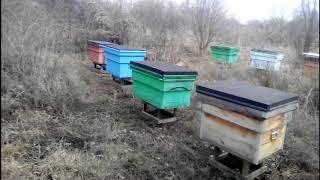 Март 19.03.2020 г. Пасека пчелы широко сидят доедая последний мёд.