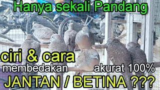 CUKUP SEKALI PANDANG PASTI TAU...CIRI PERKUTUT JANTANBETINA #perkututsimbah