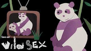Could Porn Save the Dwindling Panda Population?