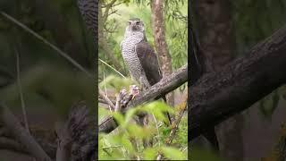 #bird #goshawk #тетеревятник  самец с добычей