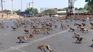 Swarm of starving wild monkeys fight over food during coronavirus outbreak.