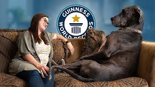 Great Dane is the Worlds Tallest Dog - Guinness World Records