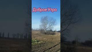 ДОБРОЕ УТРО #мирногонеба  #доброеутро #огород #лук#чеснок #мульчирование #осень  #жизнь #люсимили