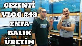 Gezenti Vlog #43 Enfa Balık Üretim