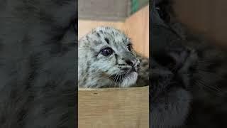 Today is #sonanddaughterday So heres 5 week old Zaya and Attan  #son #daughter #snowleopard