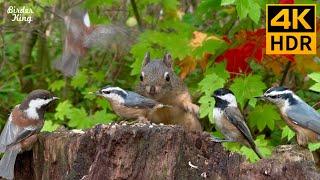 Cat TV for Cats to Watch  Cute birds and squirrels in the woods  8 Hours4K HDR