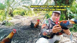 SeruMIKAT AYAM HUTAN PAKAI PIKAT KAMPUNG