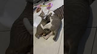 Kucing Berantem karena kena Cupang selingkuhan #shorts #short #shortsvideo #shortfeed