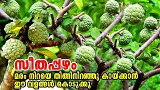 സീതപഴം മരം നിറയെ കായ്ക്കാൻCustard Apple MalayalamSugar AppleHow to grow Custard Apple at home