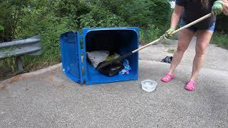 Raccoon stuck in trash can