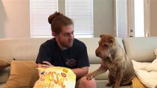 The Tap - A Short Film of a Tapping Shar-Pei