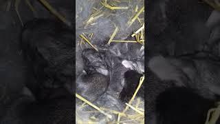 Посмотрите какие милые крольчата в 10 дней 