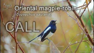 Oriental magpie robin Copsychus saularis CALL  sound  breeding song
