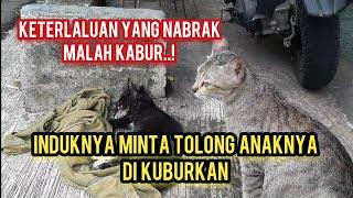 Momen Paling Sedih Melihat Kucing Jalanan Menangis Karena Anaknya Mati..