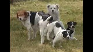 Festiwal wolnych psów  psie gody - videorelacja  Free dogs festival  dog mating – videorelation