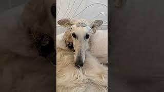 Is anything truly gone if it is remembered? #borzoi #loss #love #magic #dogs #memories #nostalgia