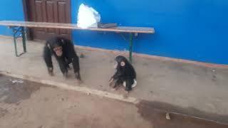 Samantha meet new baby chimpz