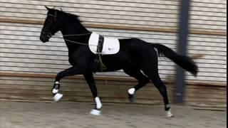 *SOLD* TOP DRESSAGE PROSPECT 3yo KWPN v. Hometown ApacheFerro x Dream Boy - Grand Prix Lines