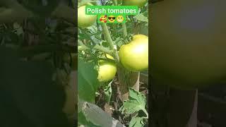 Polish tomatoes  #Polishtomatoes #pomidory #warzywa