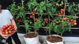 The easiest way  grow tomatoes in bags for many fruits