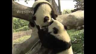 In training for the Panda Games