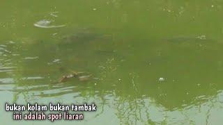 siapa yang gak ngiler lihat spot liaran kayak gini