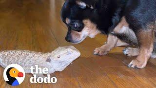 Dog Obsessed With Her Bearded Dragon Best Friend  The Dodo Odd Couples