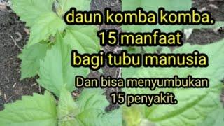 daun komba komba.15 manfaat bagi tubu manusia.dan bisa menyembuhkan 15 penyakit.