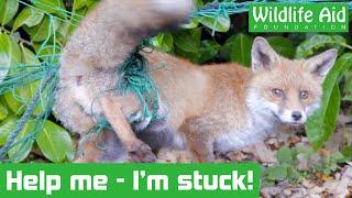 Fox gets hopelessly tangled in garden netting - Animal rescue