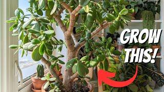 how to grow a jade into a tree  5 IMPORTANT TIPS