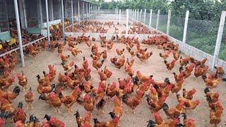 How to Raise Chickens in the Hot Season - Daily Work on the Farm.