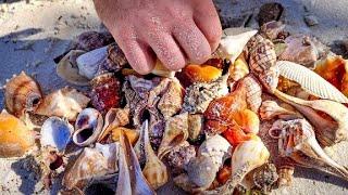 I found TONS of beautiful SEASHELLS on this sandbar at the end of an island