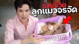 ช่วยชีวิตลูกแมว 4 ตัว ในคืนพายุเข้า... รับเลี้ยงดีมั้ย?  ติดเต๋า