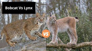 Bobcat Vs Lynx  Learn the Difference