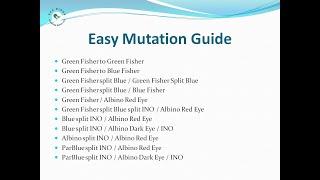 Lovebirds Mutation Guide