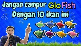 Jangan campur glofish dengan 10 ikan ini...