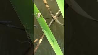 Backyard bug hunt - dragonfly nymph exoskeleton