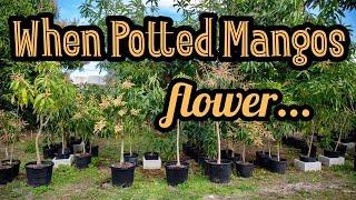 When Potted Mango Trees Flower...