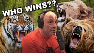 Joe Rogan BEAR vs TIGER vs LION  The Ultimate Animal Combat