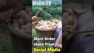 hen hatching video