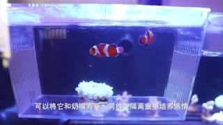 How to train clown fish to drill into anemone?