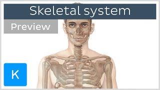 Skeletal system axial and appendicular skeletons preview - Human Anatomy  Kenhub