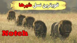 داستان زندگی ناچ و پسرانش در قویترین خانواده شیرها notch