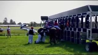 Forcing horses into barriers - New Plymouth