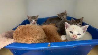 Manatee County Animal Shelter overcrowded worst hoarding conditions ever seen to blame