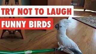 Try Not To Laugh  Funny Birds Video Compilation