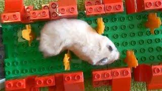 Hamster Lego Obstacle Course